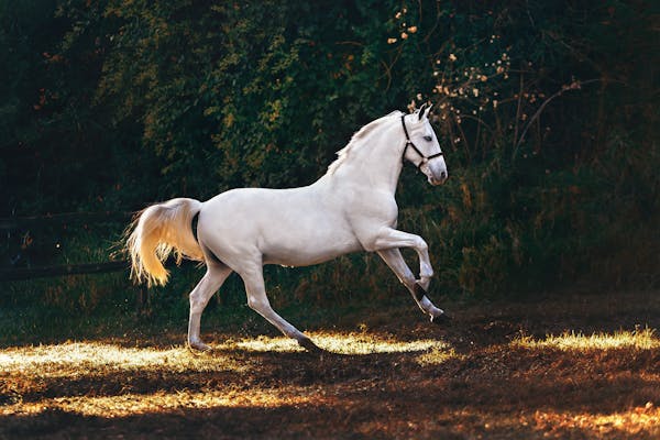 Horse riding at Darwin Park