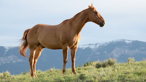 Horse agistment